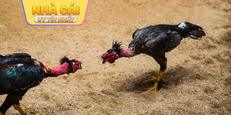 Tổng quan về chuyên mục đá gà trực tuyến