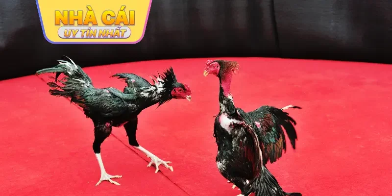 Top 5 nhà cái đá gà uy tín