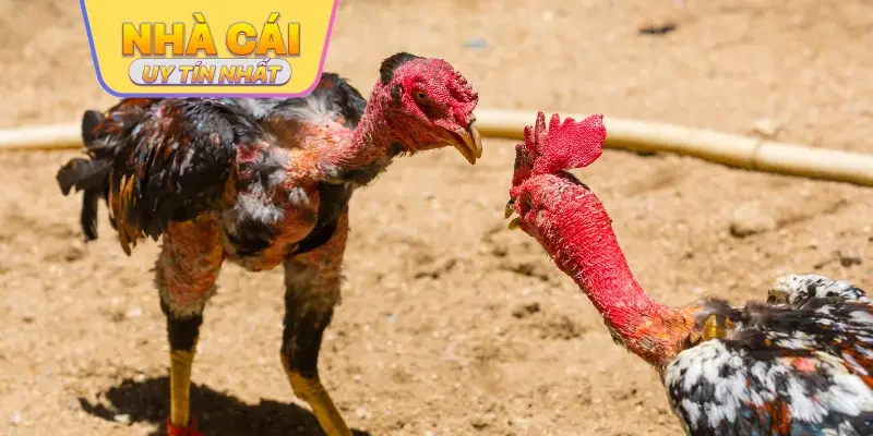 top nhà cái đá gà trực tuyến